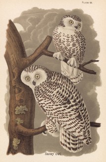 Совы полярные (Nyctea nyctea) (лист 88 известной работы Бенджамина Уоррена "Птицы Пенсильвании", иллюстрированной по мотивам оригиналов Джона Одюбона. США. 1890 год)