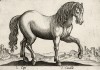 Просто лошадь (i cavallo (ит.)) (лист из альбома Nova raccolta de li animali piu curiosi del mondo disegnati et intagliati da Antonio Tempesta... Рим. 1651 год)