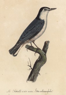 Поползень черноголовый (лист из альбома литографий "Галерея птиц... королевского сада", изданного в Париже в 1825 году)