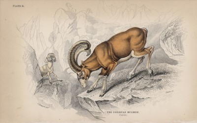 Европейский муфлон (Ovis musmon (лат.)) (лист 11 тома X "Библиотеки натуралиста" Вильяма Жардина, изданного в Эдинбурге в 1843 году)