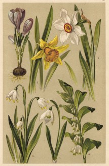 Шафран весенний (Crocus vernus), нарцисс жёлтый (Narcissus Pseudonarcissus), нарцисс белый (Narcissus poeticus), подснежник обыкновенный (Galanthus nivalis), белянка весенняя (Leucojum vernus), купена многоцветковая (Polygonatum multiflorum)