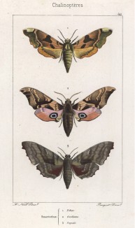Бабочки рода Smerinthus: Tilice (1), Ocellata (2), Populi (3) (лат.)) (лист 49)