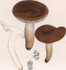 Рядовка солоноватая, Tricholoma salero Barla (лат.). Дж.Бресадола, Funghi mangerecci e velenosi, т.I, л.28. Тренто, 1933