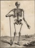 Анатомия. Вид скелета спереди по Везалю. (Ивердонская энциклопедия. Том I. Швейцария, 1775 год)