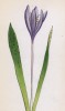 Безвременник альпийский (Colchicum alpinum (лат.)) (лист 398 известной работы Йозефа Карла Вебера "Растения Альп", изданной в Мюнхене в 1872 году)