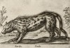 Леопард (лист из альбома Nova raccolta de li animali piu curiosi del mondo disegnati et intagliati da Antonio Tempesta... Рим. 1651 год)