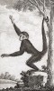 Коата, или обезьяна-паук (лист CCLXXXIII)
