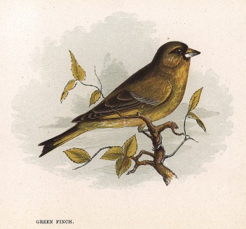Зелёный зяблик (англ. Green Finch). Лист из издания Анны Пратт Our Native Songsters. Лондон, 1852