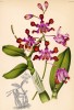 Орхидея SHOMBURGKIA TIBICINIS (лат.) (лист DLXXIII Lindenia Iconographie des Orchidées - обширнейшей в истории иконографии орхидей. Брюссель, 1897)