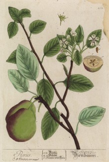 Груша (Pyrus (лат.)) — род деревьев и кустарников семейства розовые (лист 453 "Гербария" Элизабет Блеквелл, изданного в Нюрнберге в 1760 году)