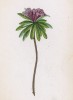 Волковник полосатый (Daphne striata (лат.)) (лист 370 известной работы Йозефа Карла Вебера "Растения Альп", изданной в Мюнхене в 1872 году)