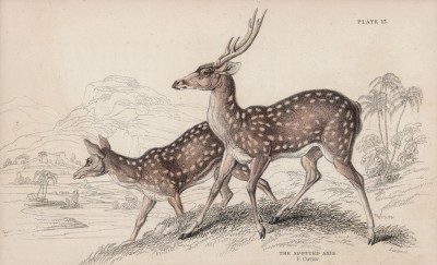 Пара пятнистых оленей (Axis maculatus (лат.)) (лист 13 тома XI "Библиотеки натуралиста" Вильяма Жардина, изданного в Эдинбурге в 1843 году)