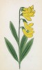 Сочевичник жёлтый (Orobus Luteus (лат.)) (лист 134 известной работы Йозефа Карла Вебера "Растения Альп", изданной в Мюнхене в 1872 году)