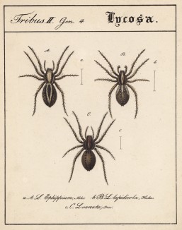 Всевозможные тарантулы рода Lucosa (лат.) (лист из Monographie der spinne... Нюрнберг. 1829 год (экземпляр № 26 из 100))