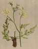 Меум атамантовый (Meum athamanticum Jacq. (лат.)) (из Atlas der Alpenflora. Дрезден. 1897 год. Том III. Лист 288)