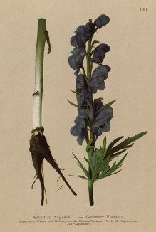 Борец клобучковый -- ядовитое растение -- также волкобой. Клобучковый произошло от "клобук" — монашеский головной убор (из Atlas der Alpenflora. Дрезден. 1897 год. Том II. Лист 121)