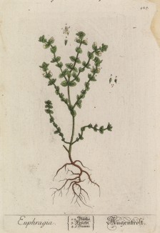 Очанка (лат.)) -- полупаразит, высасывающий с помощью корней питательные соки из соседних трав (лист 427 "Гербария" Элизабет Блеквелл, изданного в Нюрнберге в 1760 году)