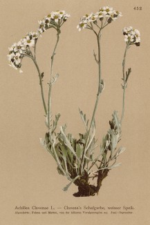 Тысячелистник серебристый (Achillea Clavenae (лат.)) из Atlas der Alpenflora. Дрезден. 1897 год. Том V. Лист 452)