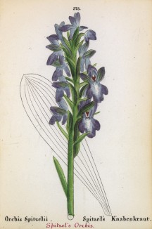 Ятрышник Шпицеля (Orchis Spitzelii (лат.)) (лист 373 известной работы Йозефа Карла Вебера "Растения Альп", изданной в Мюнхене в 1872 году)