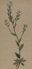 Драба спутанная, или крупка Draba confusa Ehrn. (лат.)) (из Atlas der Alpenflora. Дрезден. 1897 год. Том II. Лист 159)