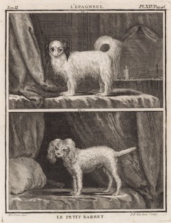 Спаниель середины XVIII века (вверху) и малый барбет (лист XIV иллюстраций ко второму тому знаменитой "Естественной истории" графа де Бюффона, изданному в Париже в 1749 году)