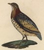 Трёхперстка пёстрая (лист из альбома литографий "Галерея птиц... королевского сада", изданного в Париже в 1825 году)