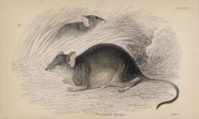 Желтоногая сумчатая мышь (Phasogale flavipes (лат.)) (лист 9 тома VIII "Библиотеки натуралиста" Вильяма Жардина, изданного в Эдинбурге в 1841 году)
