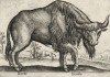 Зубр (лист из альбома Nova raccolta de li animali piu curiosi del mondo disegnati et intagliati da Antonio Tempesta... Рим. 1651 год)