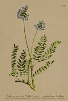 Остролодочник лапландский (Oxytropis lapponica (лат.)) (из Atlas der Alpenflora. Дрезден. 1897 год. Том III. Лист 248)