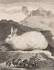 Ангорский кролик (лист XXXIX иллюстраций ко второму тому знаменитой "Естественной истории" графа де Бюффона, изданному в Париже в 1749 году)