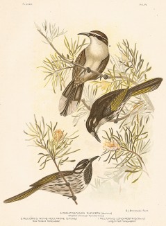 1 и 2. Желтокрылая медовка, Meliornis longirostris или Meliornis novae-hollandiae. 3.Красноголовая шилоклювая тимелия, Pomatostomos ruficeps (лат.). G.J.Broinowski. The Birds of Australia comprising three hundred... Т.IV, л.XXXII. Мельбурн, 1890