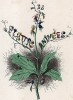 Прекрасный колокольчик. Фронтиспис второй чсати работы Les Fleurs Animées (Ожившие цветы). Иллюстрация Жана Гранвиля. Париж, 1847