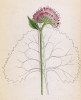 Аденостилес гибридный (Adenostyles hybrida (лат.)) (лист 197 известной работы Йозефа Карла Вебера "Растения Альп", изданной в Мюнхене в 1872 году)