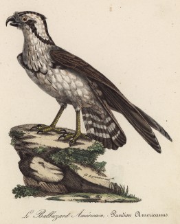 Американский скопа (Pandion Americanus (лат.)) -- птица семейства ястребиные (лист из альбома литографий "Галерея птиц... королевского сада", изданного в Париже в 1822 году)