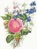 Цикламен, дельфиниум крупноцветковый и роза (лат. Cyclamen, Delphinium grandiflora, Rosa). Из альбома Fruits and Flowers. Лондон, 1955