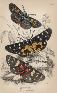 Мотыльки 1. Agarista picta 2. Eusemia lectrix 3. E. maculatrix (лат.) (лист 2 XXXVII тома "Библиотеки натуралиста" Вильяма Жардина, изданного в Эдинбурге в 1843 году)