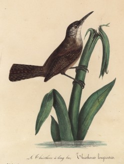 Крапивник длинноклювый (лист из альбома литографий "Галерея птиц... королевского сада", изданного в Париже в 1825 году)