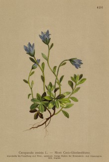 Колокольчик ценизский (Campanula cenisia (лат.)) (из Atlas der Alpenflora. Дрезден. 1897 год. Том V. Лист 426)