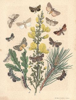 Бабочка семейства нолид и совок. "Книга бабочек" Фридриха Берге, Штутгарт, 1870. 