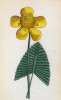 Кубышка Спенера (Nuphar Spenerianum (лат.)) (лист 40 известной работы Йозефа Карла Вебера "Растения Альп", изданной в Мюнхене в 1872 году)