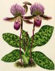 Орхидея CYPRIPEDIUM LAWRENCEANUM ARDENS (лат.) (лист DCCXCIV Lindenia Iconographie des Orchidées - обширнейшей в истории иконографии орхидей. Брюссель, 1903)