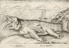 Морская свинья (лист из альбома Nova raccolta de li animali piu curiosi del mondo disegnati et intagliati da Antonio Tempesta... Рим. 1651 год)
