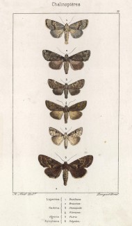 Бабочки родов Luperina, Hadena, Agrotis и Xylophasia (лат.) (лист 77)