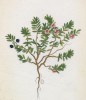 Вороника (шикша чёрная, водяника) (Empetrum nigrum (лат.)) (лист 371 известной работы Йозефа Карла Вебера "Растения Альп", изданной в Мюнхене в 1872 году)