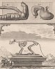 Cкелет и внутренности обезьяны (лист XV иллюстраций к пятнадцатому тому знаменитой "Естественной истории" графа де Бюффона, изданному в Париже в 1767 году)