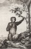 Магот, или бесхвостый макак, он же варварийская обезьяна (лист CCLXI)
