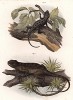 Мексиканская игуана Leiosaurus belli и игуана из Суринама Plyshopleura plica (лат.) (из Naturgeschichte der Amphibien in ihren Sämmtlichen hauptformen. Вена. 1864 год)