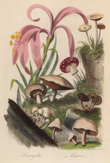 Амариллис в компании мухоморов (иллюстрация к работе Ахилла Конта Musée d'histoire naturelle, изданной в Париже в 1854 году)