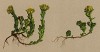Седум альпийский (Sedum alpestre (лат.)) (из Atlas der Alpenflora. Дрезден. 1897 год. Том III. Лист 208)