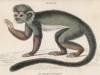 Обыкновенная беличья обезьяна, или беличий саймири (Callithrix sciureus (лат.)) (лист 23 тома II "Библиотеки натуралиста" Вильяма Жардина, изданного в Эдинбурге в 1833 году)